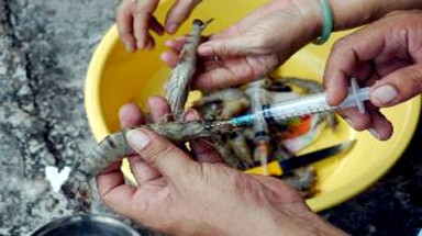 Cà Mau: Bắt quả tang doanh nghiệp bơm tạp chất vào tôm
