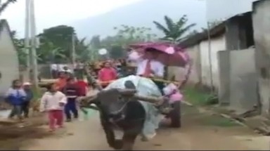 "Độc đáo" màn rước dâu bằng xe... trâu ở Nghệ An