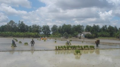 Bến Tre: Không tuân thủ lịch thời vụ, người dân sẽ mất trắng diện tích lúa