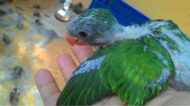 Tây Ninh: Bắt vụ vận chuyển rắn hổ chúa và vẹt rừng quý hiếm