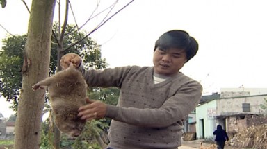  "Vương quốc" dúi của chàng thanh niên Vĩnh Phúc