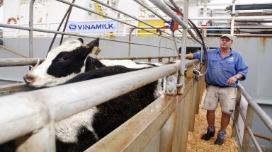 Vinamilk đón hơn 1600 bò tơ HF và bò A2 từ Mỹ về Việt Nam