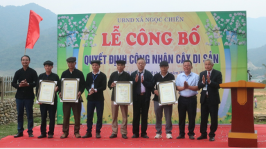 Nhiều loại cây hàng trăm tuổi ở Ngọc Chiến được công nhận là cây di sản Việt Nam
