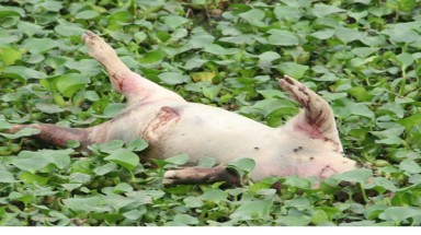 Hà Nam: vứt xác lợn chết ra kênh gây ô nhiễm 