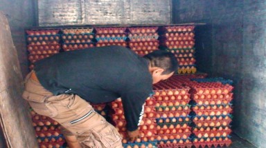  Bắt vụ vận chuyển gần 33.000 quả trứng gà lậu