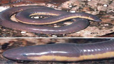 Loài ếch mặt rắn thân giun ở Việt Nam 