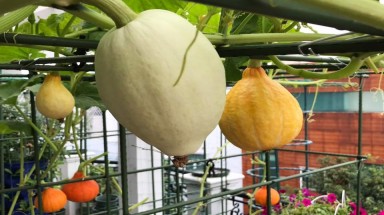  Gia đình Sài Gòn bị nhầm là trồng rau "đột biến" vì quá tốt
