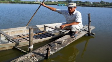  Bình Định: 3 hồ tôm bị đầu độc, thiệt hại 900 triệu đồng
