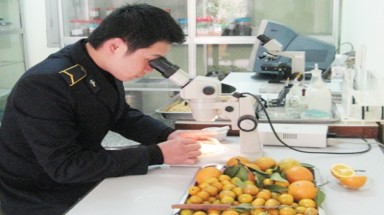  Kiểm soát chặt dư lượng thuốc BVTV trong rau quả xuất khẩu