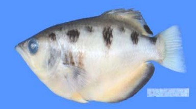  Việt Nam phát hiện loài cá mới, cực hiếm 