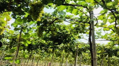 Ninh Thuận:Chuyển đổi cơ cấu cây trồng trong bối cảnh thiên tai hạn hán khắc nghiệt