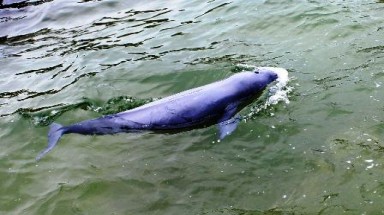  Thanh Hóa: thả cá heo đen về biển khơi