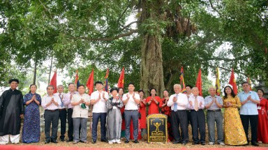  Hai cây cổ thụ ở Kinh đô Văn Lang được vinh danh Cây Di sản Việt Nam đúng dịp Giỗ tổ Hùng Vương