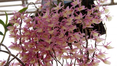  Nhiều giống hoa lan mới “khoe sắc” tại Bình Phước 