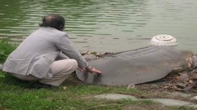  Cụ Rùa sẽ lên truyền hình châu Âu