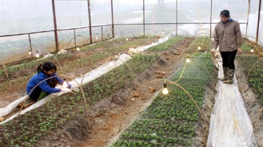 Phát triển nền nông nghiệp công nghệ cao: Chậm trễ