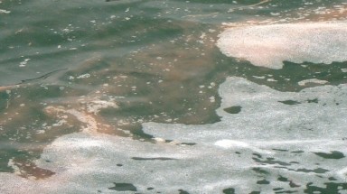  Thủy triều đỏ xuất hiện tại vùng biển Cát Bà, Hải Phòng