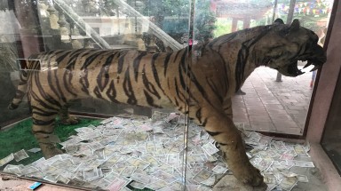 Chuyển giao một tiêu bản hổ về Bảo tàng Thiên nhiên Việt Nam
