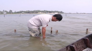 Tiền Giang: Làm giàu nhờ nghêu