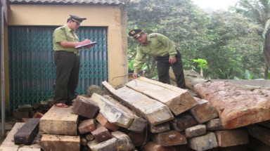  Thanh Hóa:  Xử lý khai thác lâm sản trái phép   