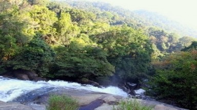  Ưu tiên bảo vệ rừng ở Tây Nguyên và Tây Nam Bộ 