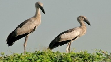 “Chim lạ” xuất hiện giữa lòng thành phố Điện Biên Phủ