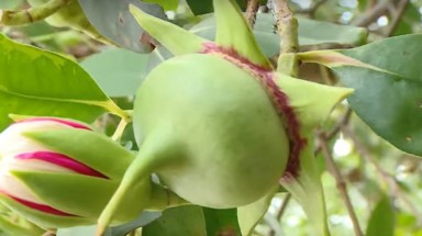 Trái bần giúp làm giàu