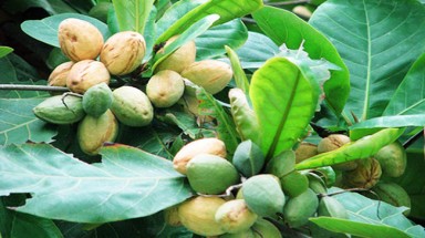 Cây Bàng - Cây Thuốc - Cây Di sản