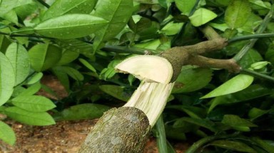 Hà Tĩnh: Hàng trăm cây bưởi của một hộ dân bị chặt ngang gốc