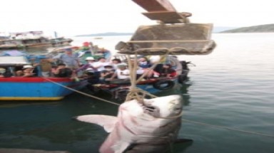 Biến cá mập thành 'đặc sản' du lịch biển