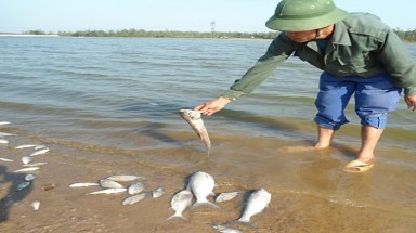  Nghệ An:Cá chết trắng đập Chọ Ràn 