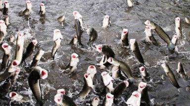 “Sống khỏe” nhờ huấn luyện cá lóc biết bay