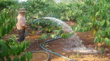 Các tỉnh Tây Nguyên chăm sóc cà phê trong mùa khô