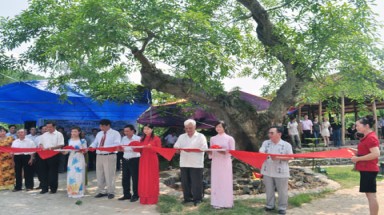  Cây sung 400 tuổi được công nhận cây di sản Việt Nam