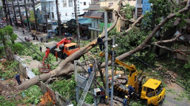 Bảo vệ cây xanh