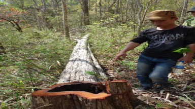 Phá rừng ngay trước "mũi" chính quyền