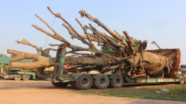 3 cây đa khổng lồ chuẩn bị rời Huế sau nửa tháng "giam giữ"