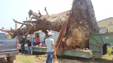 3 cây “quái thú” có nguy cơ chết trước khi “về đích”