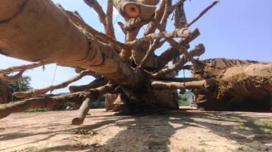  Chủ doanh nghiệp bác việc chở 3 cây "quái thú" cho một Thiếu tướng?