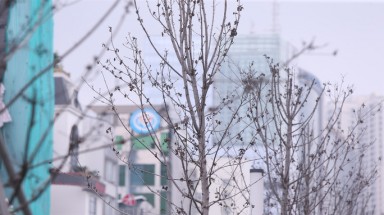 Hà Nội:Hàng trăm cây phong lá đỏ sắp bị "khai tử"
