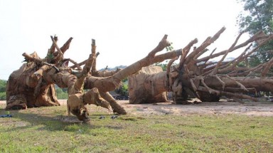 Xe chở cây “khủng" được nhìn thấy lần cuối tại khu đô thị Ecopark ở Hưng Yên