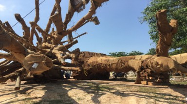 Cây "quái thú" không được địa phương cho khai thác