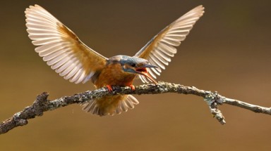 Khoảnh khắc hiếm có về động vật