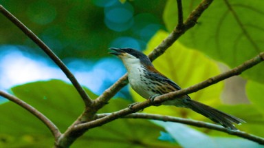  Chim quý xuất hiện ở Kon Tum