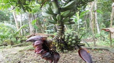 Cây chuối trổ gần chục búp hoa