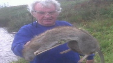  Chuột đồng to như chó