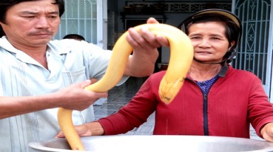  Lạ mắt với con lươn vàng ở Vĩnh Long