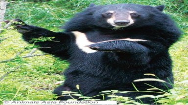  Phát động cuộc thi làm phim bảo vệ gấu