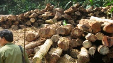 Công ty lâm nghiệp Tương Dương  "làm thịt" rừng