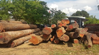 Bộ Quốc phòng vào cuộc điều tra vụ gỗ lậu sát Đồn Biên phòng Đắk Lắk